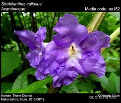 Strobilanthes callosus flower3.jpg